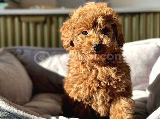 RED RENGİNDE TOY POODLE BEBEKLERİMİZ