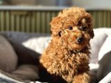 Red Rengi̇nde Toy Poodle Bebekleri̇mi̇z
