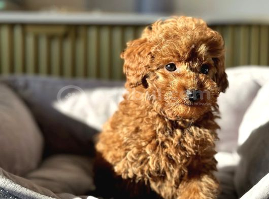 Red Rengi̇nde Toy Poodle Bebekleri̇mi̇z görsel