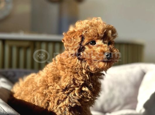 Red Rengi̇nde Toy Poodle Bebekleri̇mi̇z görsel