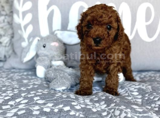 RED BROWN TOY POODLE BEBEKLERİMİZ