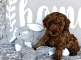 Red Brown Toy Poodle Bebekleri̇mi̇z