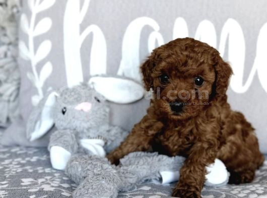 Red Brown Toy Poodle Bebekleri̇mi̇z görsel