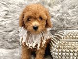 Apri̇cot Toy Poodle Yavrular