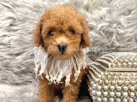 Apri̇cot Toy Poodle Yavrular görsel