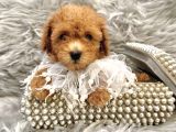 APRİCOT TOY POODLE YAVRULAR