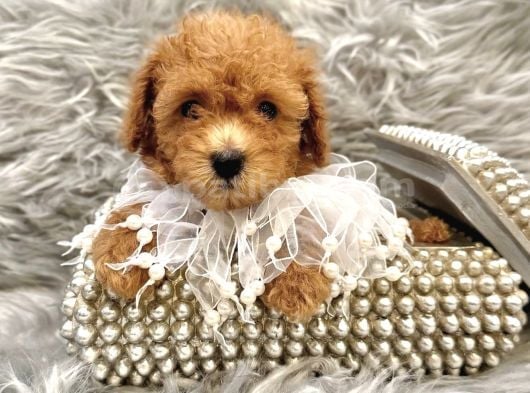 APRİCOT TOY POODLE YAVRULAR