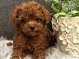 Kore Toy Poodle Yavrular
