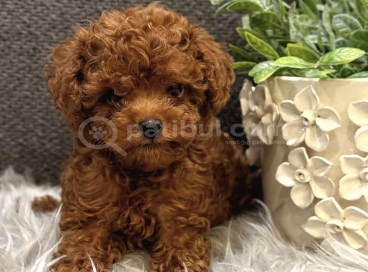 Kore Toy Poodle Yavrular görsel