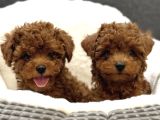Kore Toy Poodle Yavrular