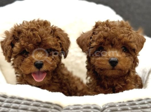 KORE TOY POODLE YAVRULAR