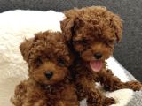 Kore Toy Poodle Yavrular