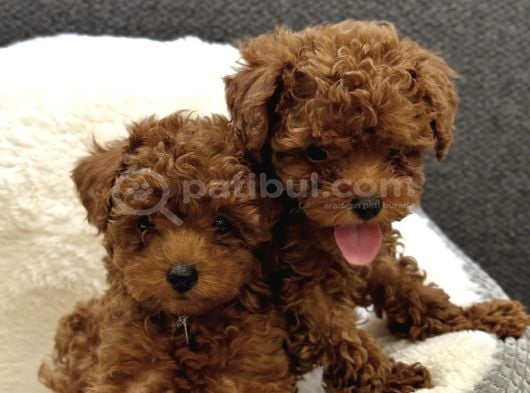 Kore Toy Poodle Yavrular görsel