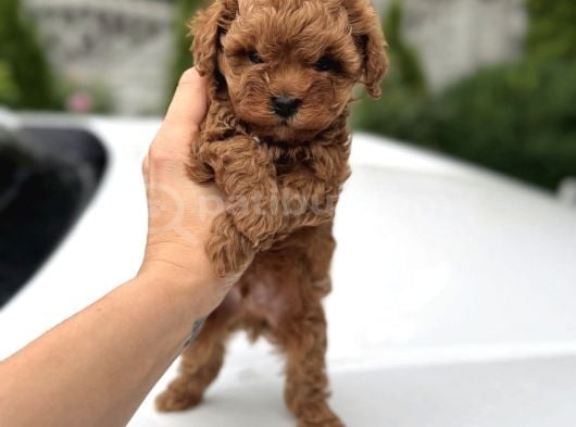 KIVIRCIK KIVIRCIK MALTİPOO YAVRULAR