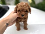 Kivircik Kivircik Malti̇poo Yavrular