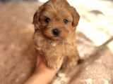 TOMBİŞ MALTİPOO YAVRULAR