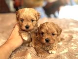 KORE MALTİPOO YAVRULARIM