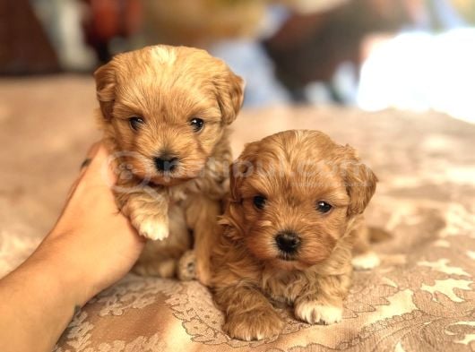 KORE MALTİPOO YAVRULARIM