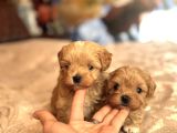 Kore Malti̇poo Yavrularim