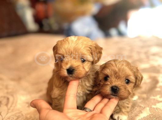 Kore Malti̇poo Yavrularim görsel