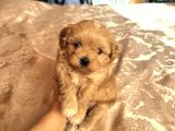 Tombi̇ş Malti̇poo Yavrular