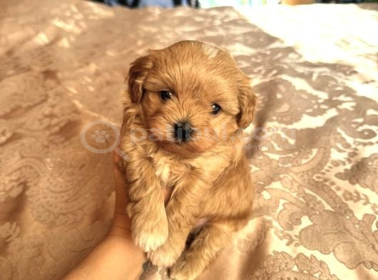 Tombi̇ş Malti̇poo Yavrular görsel