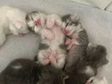 Dünyalar Tatlısı British Longhair Bebeklerimiz