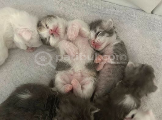 dünyalar tatlısı British Longhair bebeklerimiz