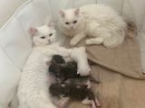 Dünyalar Tatlısı British Longhair Bebeklerimiz