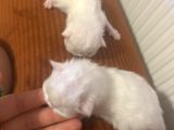 Dünyalar Tatlısı British Longhair Bebeklerimiz