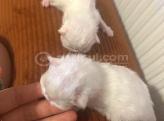 Dünyalar Tatlısı British Longhair Bebeklerimiz görsel