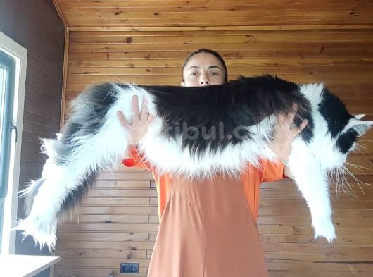 Xxl Dev Cüsse Aşılar Secere Pasaport Mikroçip Dahil görsel
