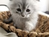 Yavrularımız Scottish Fold