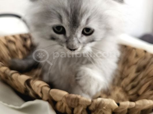 Yavrularımız Scottish Fold görsel