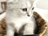 Yavrularımız Scottish fold
