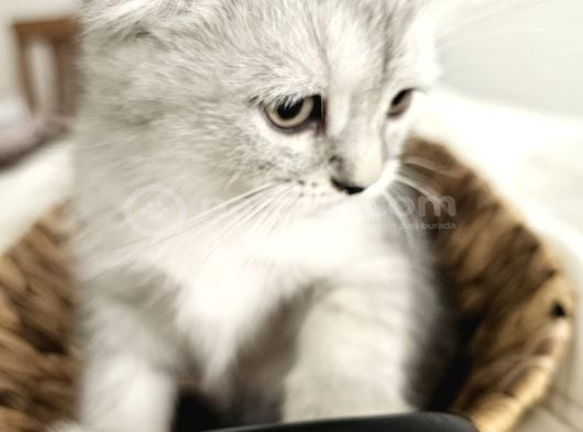 Yavrularımız Scottish fold