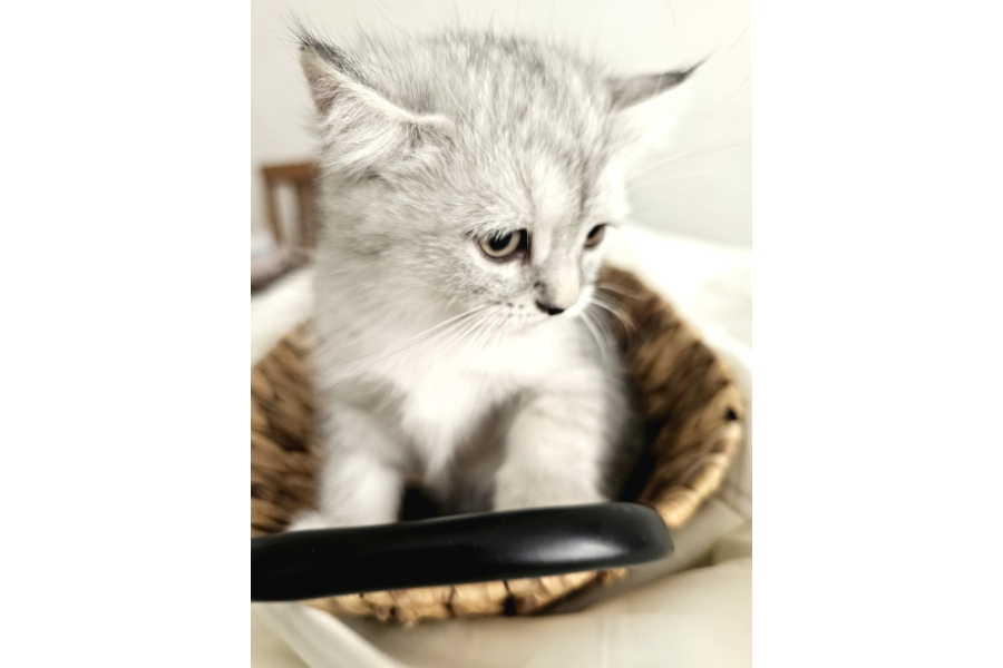 Yavrularımız Scottish Fold