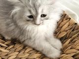 Yavrularımız Scottish Fold