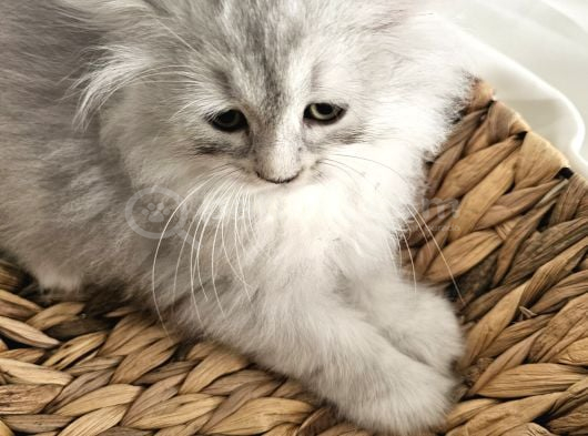 Yavrularımız Scottish Fold görsel