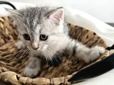 Yavrularımız Scottish Fold