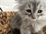 Yavrularımız Scottish Fold