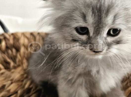 Yavrularımız Scottish Fold görsel