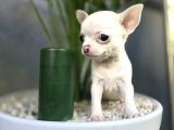 En küçük boy chihuahua yavrular