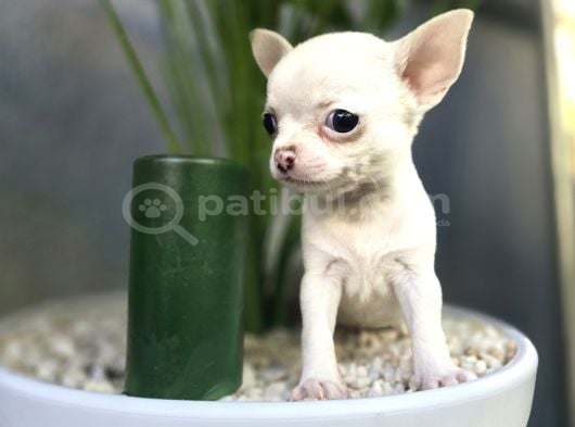 En küçük boy chihuahua yavrular