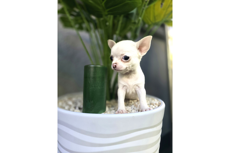 En Küçük Boy Chihuahua Yavrular