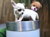 En Küçük Boy Chihuahua Yavrular