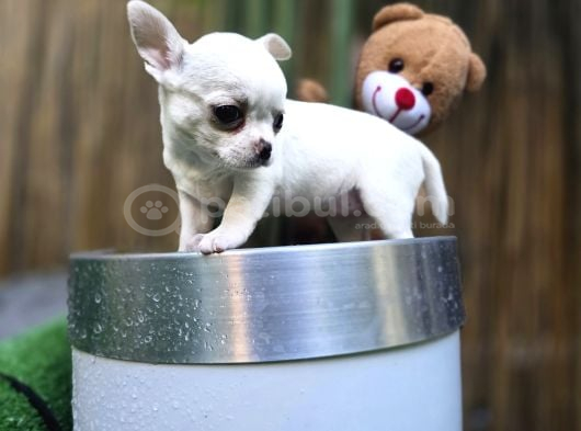 En Küçük Boy Chihuahua Yavrular görsel