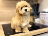 Sevimli Maltipoo Yavrusu  Yeni Yuvasını Arıyor