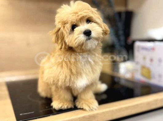 Sevimli Maltipoo Yavrusu  Yeni Yuvasını Arıyor görsel