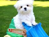 Matese terrier ırkının en özel yavruları